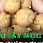 Khoai tây mọc mầm âm thầm sinh độc tố nguy hiểm có thể gây ngộ độc nặng