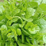 Giải nhiệt, nhuận tràng với rau mồng tơi