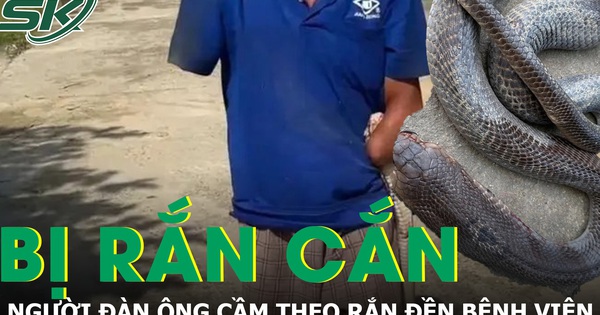 Bị rắn hổ mang cắn, người đàn ông cầm theo con rắn 2m đến bệnh viện