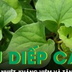 Rau diếp cá giúp thanh nhiệt kháng viêm và tăng đề kháng