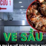 Ăn 2 con ve sầu, nam sinh 17 tuổi nhập viện lúc nửa đêm vì phản vệ toàn thân