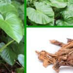 Công dụng quý giá của Thiên niên kiện với sức khỏe xương khớp
