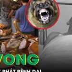 Chủ quán thịt chó tử vong sau 5 ngày phát bệnh dại