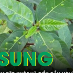 Lá sung có phải ‘thần dược’ như lời đồn?