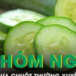 5 nhóm người nên ăn dưa chuột thường xuyên để cải thiện sức khỏe