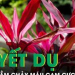 Huyết dụ – vị thuốc dân gian hỗ trợ chảy máu cam cực hiệu quả nếu dùng đúng cách