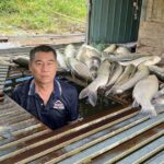 Cá lồng bè chết bất thường trên sông Lam, xã đề nghị tỉnh tìm nguyên nhân