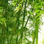 13 bài thuốc chữa bệnh từ cây tre