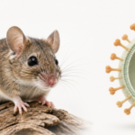 Nhiễm virus Hanta từ môi trường có nhiều chuột: cách phát hiện sớm để tránh biến chứng nguy hiểm