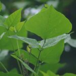 Bài thuốc chữa bệnh từ lá vông nem