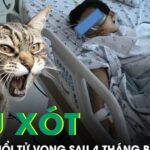 Đau xót: Bé trai 5 tuổi tử vong sau 4 tháng bị mèo cào