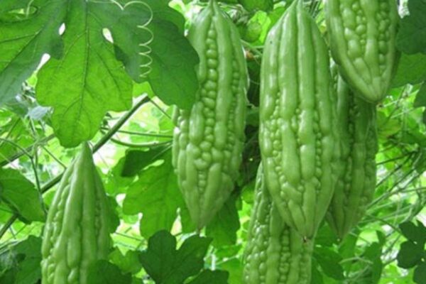 Dược thiện từ rau củ hỗ trợ ổn định huyết áp, mỡ máu và đường huyết