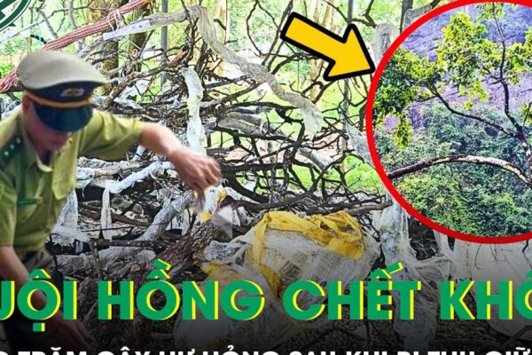 Hàng trăm cây muội hồng chết khô, không được ươm trồng sau khi thu giữ
