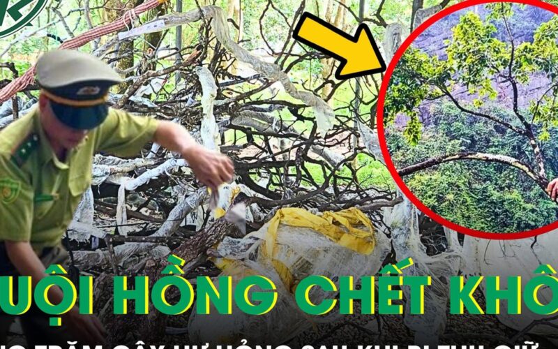 Hàng trăm cây muội hồng chết khô, không được ươm trồng sau khi thu giữ