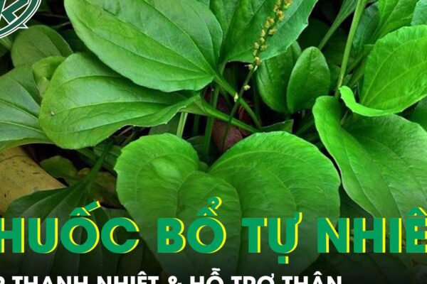 Cây mọc dại ven đường được ví như ‘thuốc bổ tự nhiên’ giúp thanh nhiệt và hỗ trợ thận