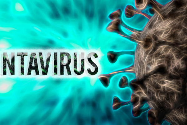 Bộ Y tế lên tiếng về virus Hanta sau chùm ca tử vong trên tàu du lịch nước ngoài