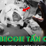 Bé 11 tuổi bị chó becgie tấn công trọng thương khi trèo vào nhà hàng xóm chơi