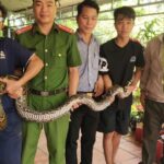 Phát hiện trăn đất nặng 14kg bất ngờ bò vào nhà dân ở Tây Ninh