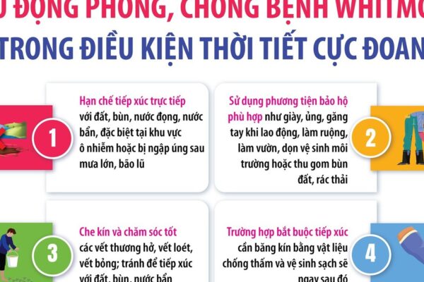 Chủ động phòng, chống bệnh Whitmore trong điều kiện thời tiết cực đoan