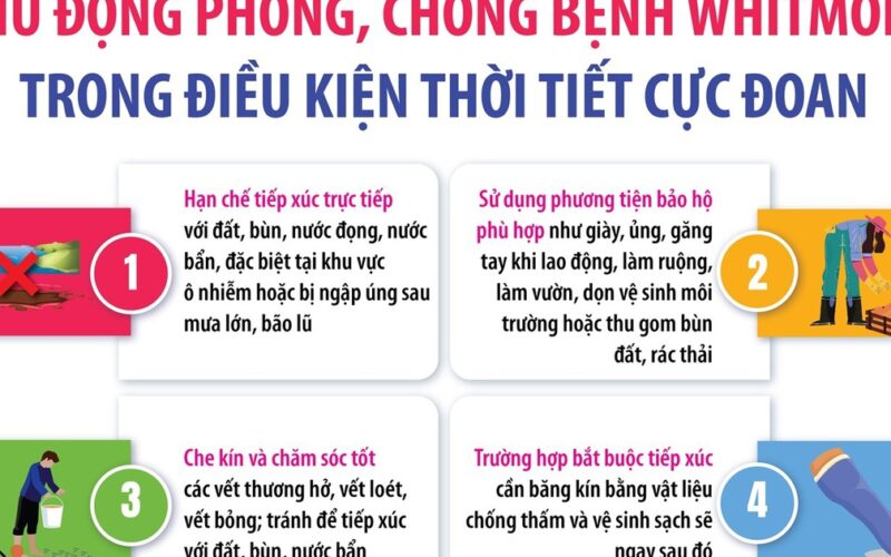 Chủ động phòng, chống bệnh Whitmore trong điều kiện thời tiết cực đoan