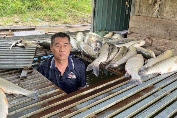Cá lồng bè chết bất thường trên sông Lam, xã đề nghị tỉnh tìm nguyên nhân