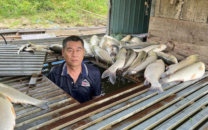 Cá lồng bè chết bất thường trên sông Lam, xã đề nghị tỉnh tìm nguyên nhân
