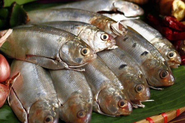 Cá mòi kho: Bí quyết nấu đậm đà, rục xương mà vẫn giữ trọn dinh dưỡng