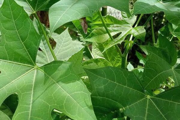 Những ai không nên ăn rau mì chính?