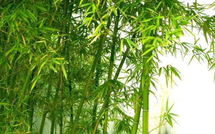 Cây xương khỉ: Cách sử dụng và lưu ý khi dùng- Ảnh 4.