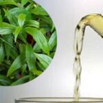 Cây xương khỉ: Cách sử dụng và lưu ý khi dùng