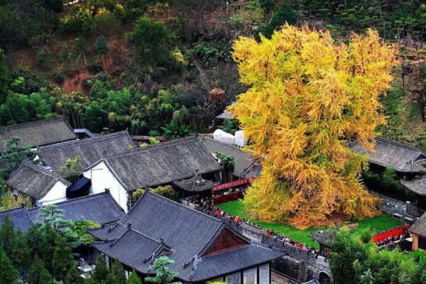 Từ y văn cổ đến nghiên cứu hiện đại: Vì sao Bạch quả được tin dùng trong hỗ trợ sức khỏe não bộ?
