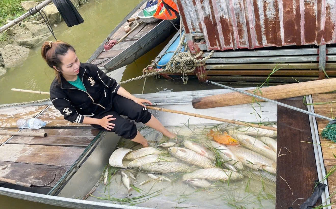 Cá lồng bè chết bất thường trên sông Lam, xã đề nghị tỉnh tìm nguyên nhân- Ảnh 3.