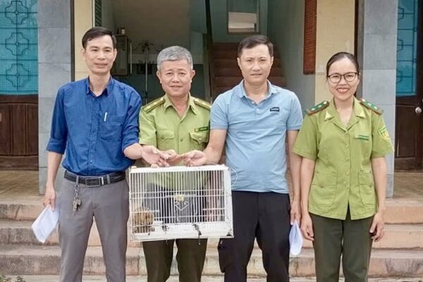 Phát hiện cá thể linh trưởng quý hiếm có ‘vũ khí đặc biệt’ trong cơ quan