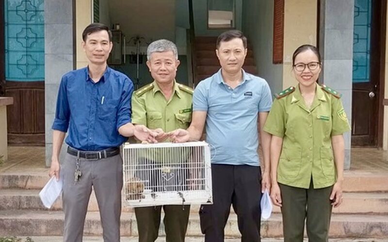 Phát hiện cá thể linh trưởng quý hiếm có ‘vũ khí đặc biệt’ trong cơ quan