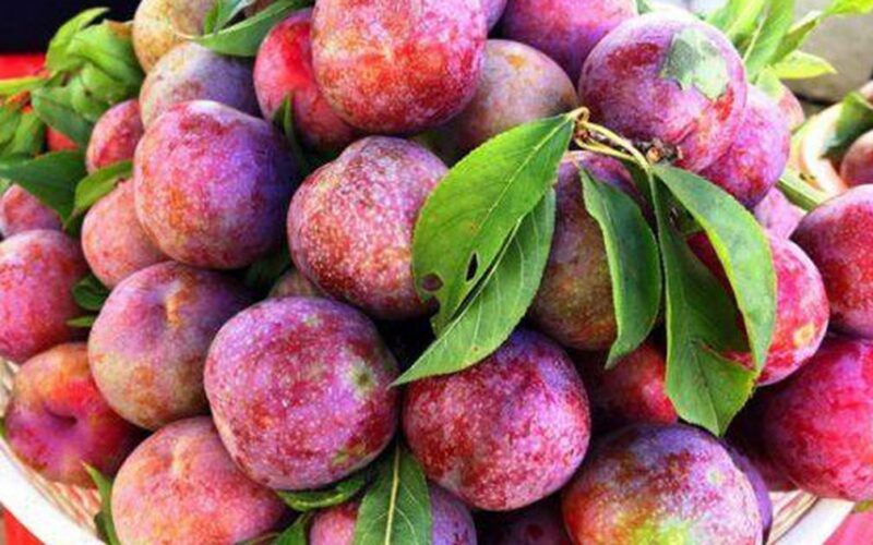 11 lợi ích sức khỏe của quả mận ít người biết