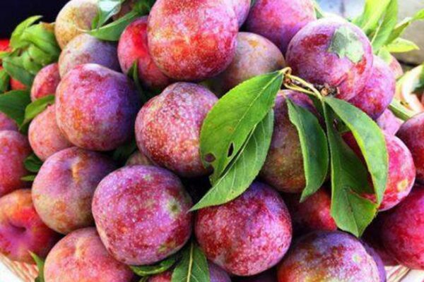 Lý do quả mận là ‘siêu thực phẩm’ tốt cho da và tóc