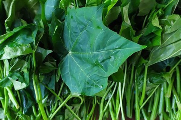 Cây rau mì chính có tác dụng gì?