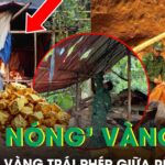 Đột kích ‘điểm nóng’ vàng tặc giữa rừng sâu ở Huế, lộ nhiều hầm vàng trái phép