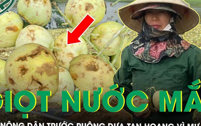 Đắng nghẹn giọt nước mắt của nông dân trước ruộng dưa tan hoang sau một đêm mưa đá