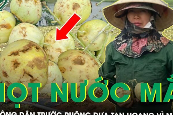 Đắng nghẹn giọt nước mắt của nông dân trước ruộng dưa tan hoang sau một đêm mưa đá