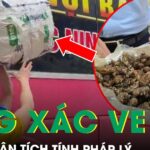 Tranh cãi vụ 80 kg xác ve sầu khô bị giữ ở Lạng Sơn: Luật sư phân tích tính pháp lý