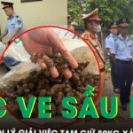Quản lý thị trường Lạng Sơn lý giải việc tạm giữ 80kg xác ve sầu khô, yêu cầu giấy tờ nguồn gốc, xuất xứ