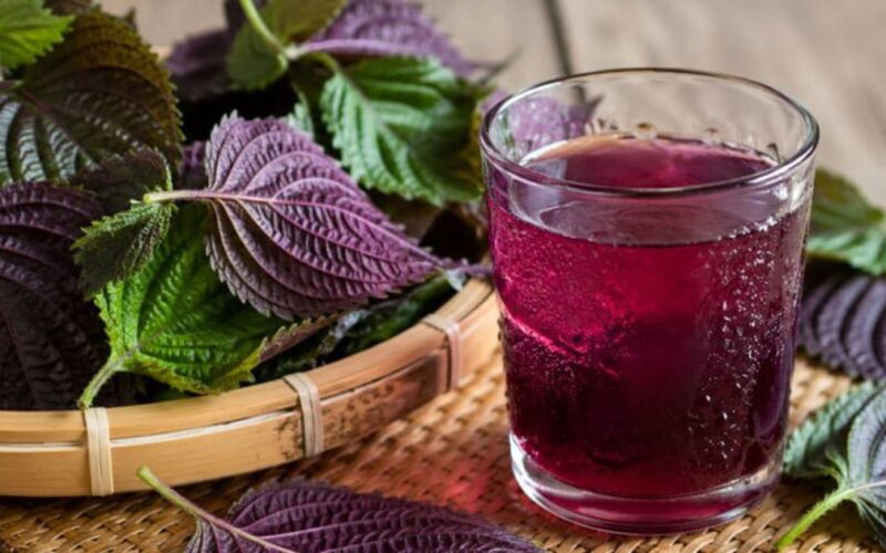 5 lợi ích khi uống nước lá tía tô mỗi sáng trong 30 ngày