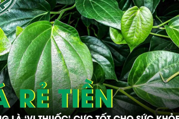 Loại lá rẻ tiền mọc khắp Việt Nam nhưng là ‘vị thuốc’ cực tốt cho sức khỏe
