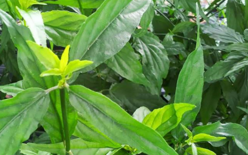 6 lợi ích sức khỏe của cây xương khỉ
