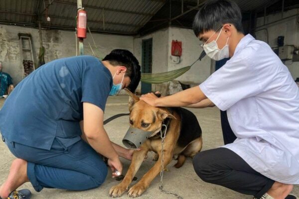 Hồi chuông cảnh báo bệnh dại ở Tây Ninh