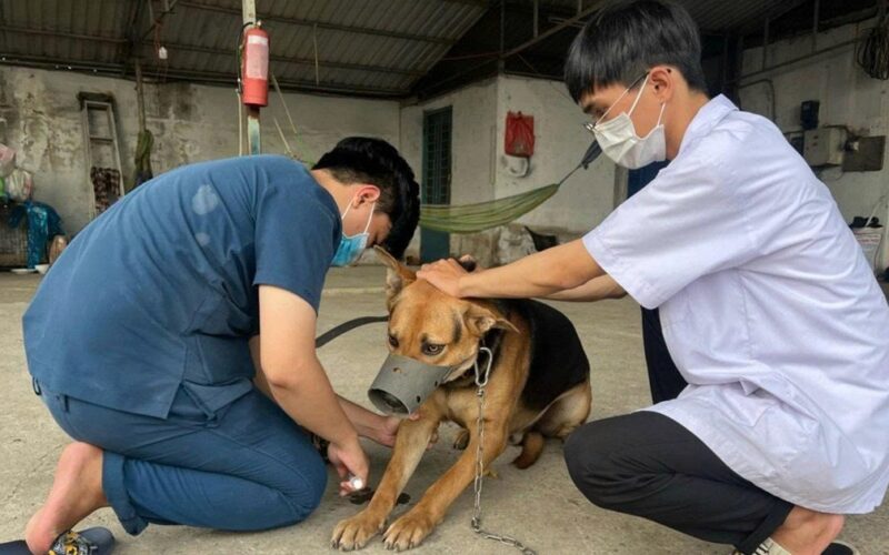 Hồi chuông cảnh báo bệnh dại ở Tây Ninh