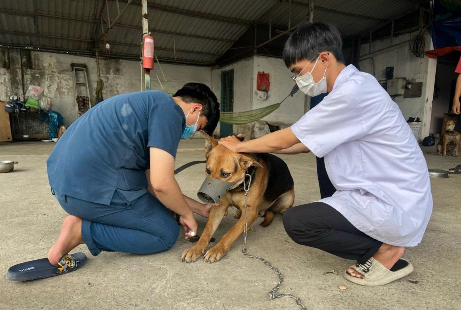 Hồi chuông cảnh báo bệnh dại ở Tây Ninh- Ảnh 2.