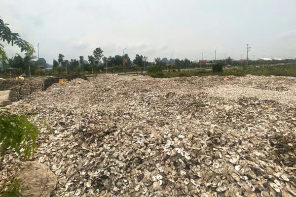 Đổ hơn 300 tấn vỏ hàu ra môi trường, chủ cơ sở bị khởi tố