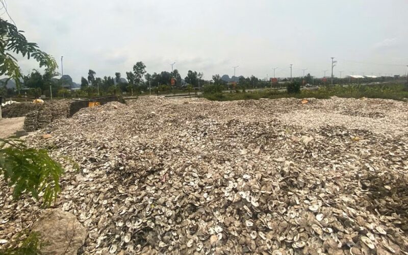 Đổ hơn 300 tấn vỏ hàu ra môi trường, chủ cơ sở bị khởi tố
